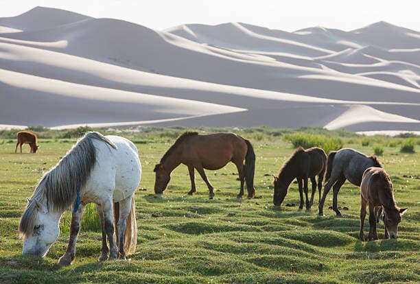Khongoryn Els (The Singing Dunes - Arrival)